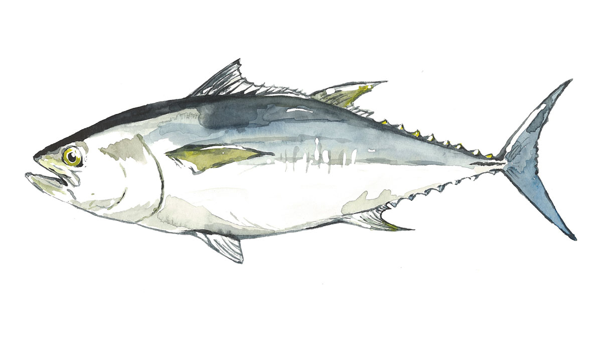 Blauflossenthun, Atlantischer