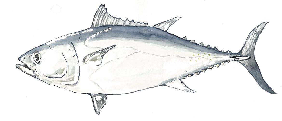 Südlicher Blauflossenthun