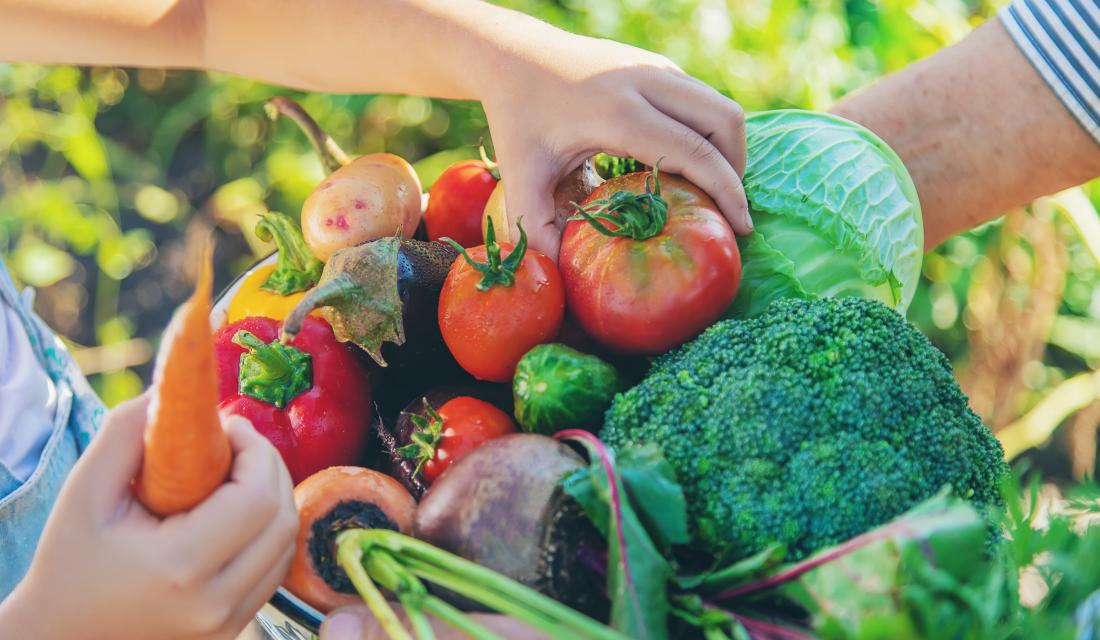 Großmutter und Enkelin ernten gemeinsam Gemüse