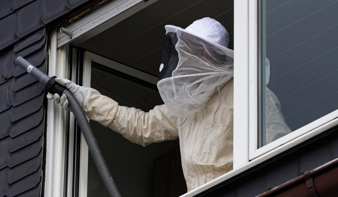 Ein Wespennest am Haus wird entfernt.