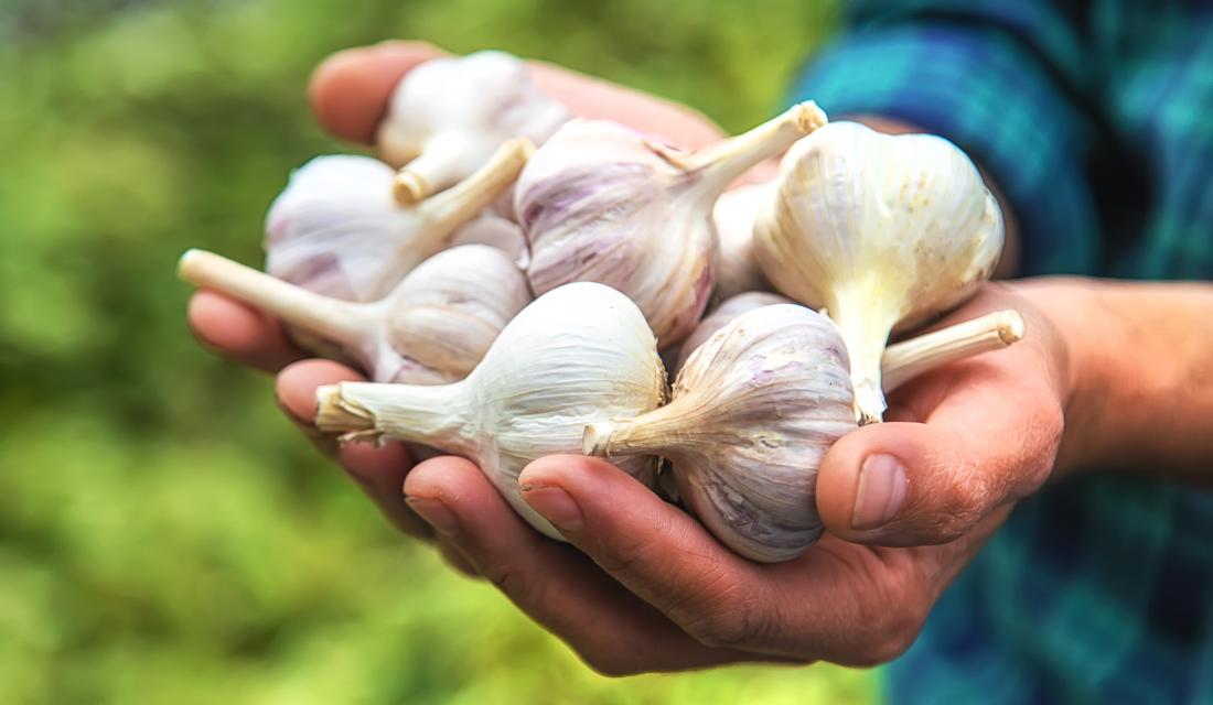 Hände halten Knoblauch