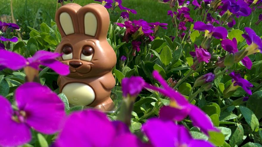 Schokoladen-Osterhase versteckt sich in Wiese