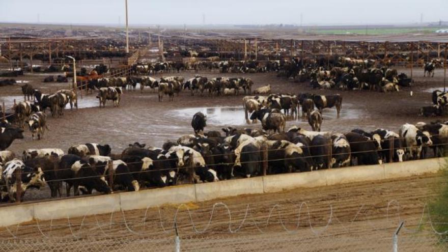 Rinderhaltung in Feedlots