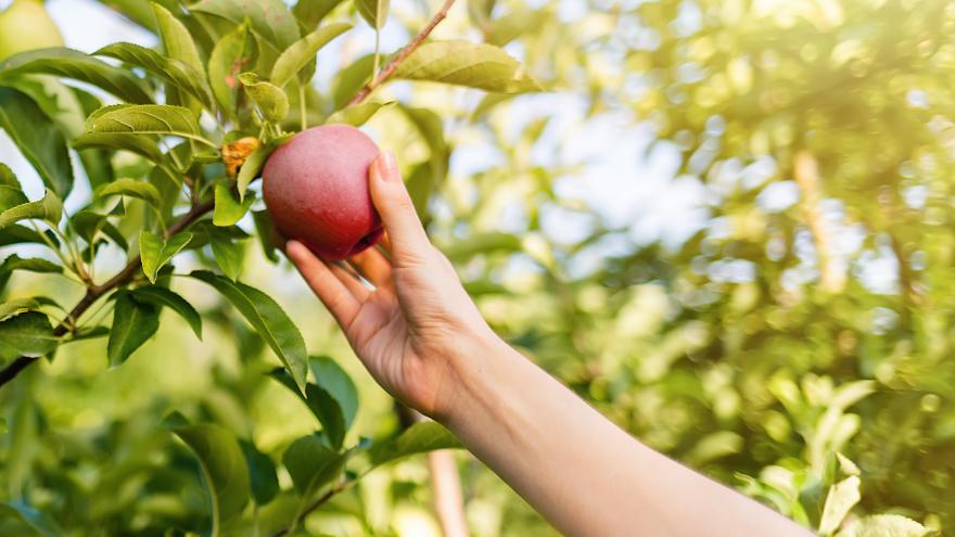 Frauenhand erntet Apfel