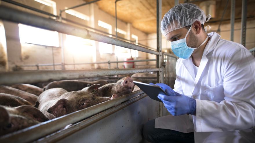 Veterinär bei der Begutachtung eines Schweinestalls