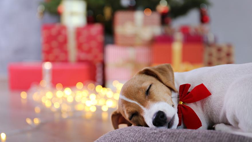 Hundewelpe schläft auf einem Kissen vor einem Weihnachtsbaum