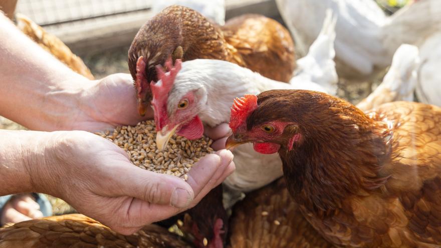Drei Hühner picken Futter aus der Hand