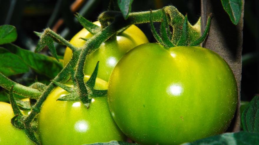Nahaufnahme von grünen Tomaten