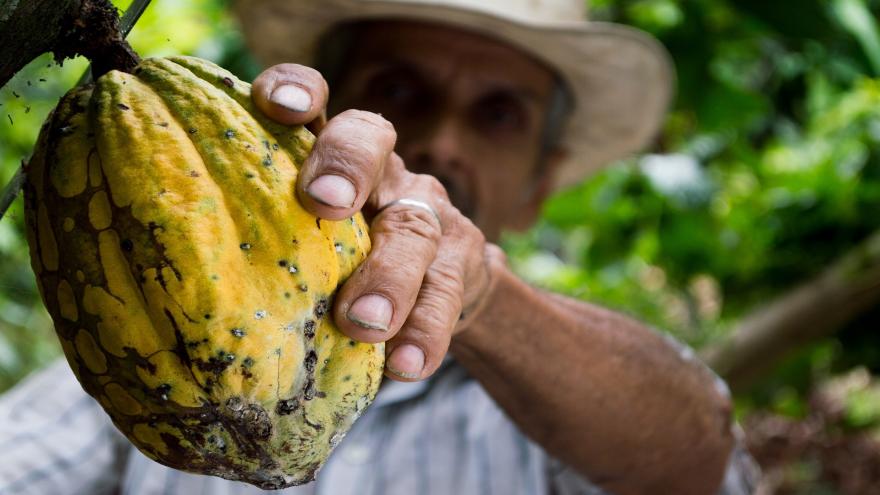 Eine Kakaobohne wird von einem Mann gepflückt