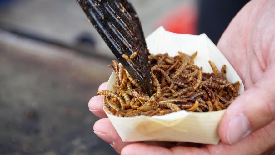 Eine Essschale mit Insekten wird mit einer Hand gehalten, eine Gabel nimmt die Insekten zum Verzehr auf