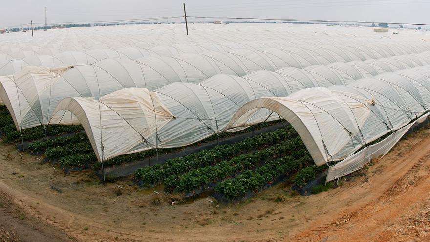 Tomatenanbau in Almeria