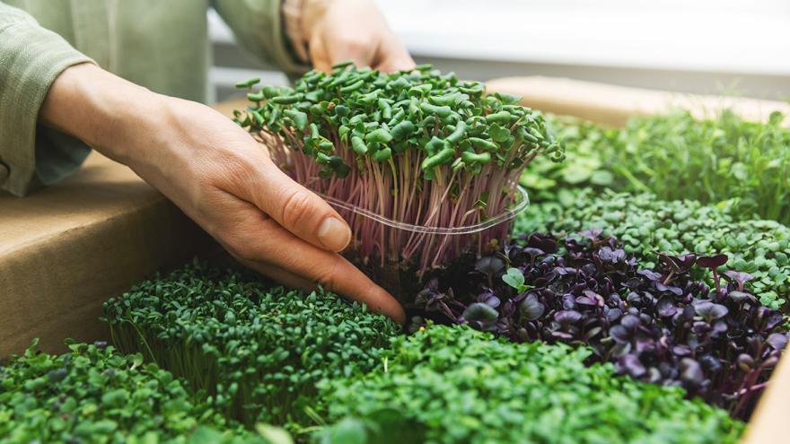 Frauenhand legt eine Schale mit Kresse zu anderen Microgreens