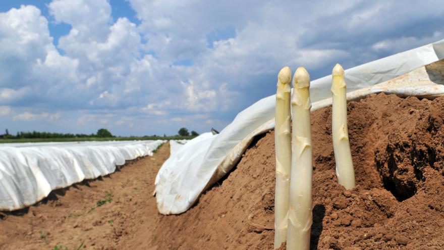 Spargel wächst aus dem Boden auf einem Feld.