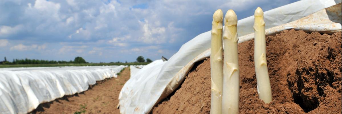 Spargel wächst aus dem Boden auf einem Feld.
