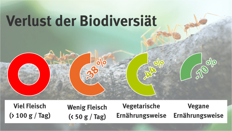 Vergleich verschiedener Ernährungsweisen auf den Verlust der Biodiversität (Viel Fleisch: 100%, Wenig Fleisch: 62%, Vegetarisch: 56%, Vegan: 30%)