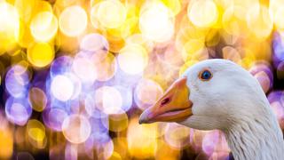 Gans vor Weihnachtslichtern