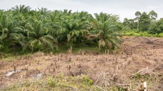 Eine Palmölplantage im Regenwald