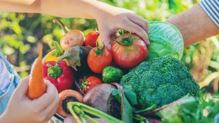 Großmutter und Enkelin ernten gemeinsam Gemüse