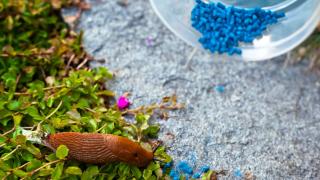 Schnecke im Garten mit blauem Schneckenkorn